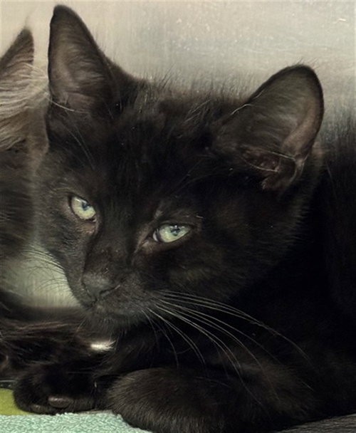 A389630, a cat for adoption from Marion County Animal Services