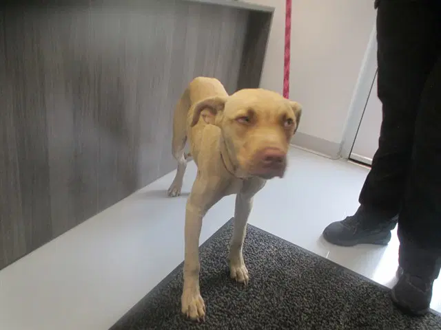 Tippy Toes - Catahoula Leopard Dog
