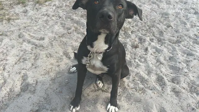 Timber - American Pit Bull Terrier