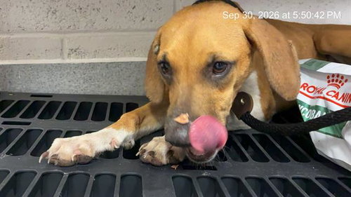 CLYDE, a dog for adoption from Marion County Animal Services