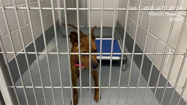 Apple Betty - American Staffordshire Terrier