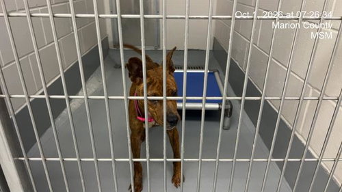 APPLE BETTY, a dog for adoption from Marion County Animal Services