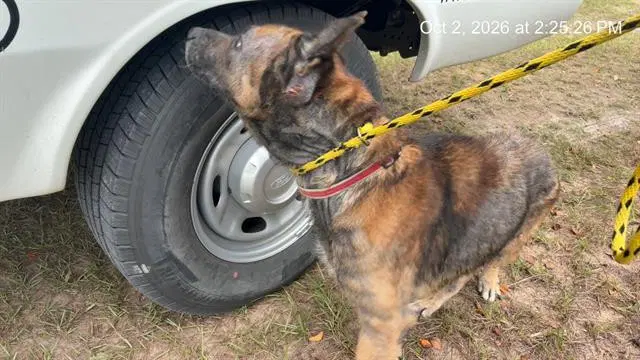 Frappe - German Shepherd Dog