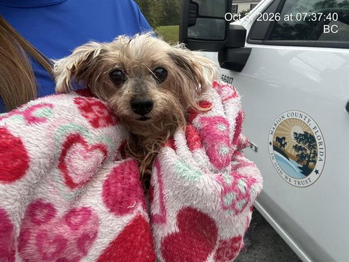 FLUFFERNUTTER, a dog for adoption from Marion County Animal Services