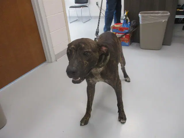Bowie - Plott Hound