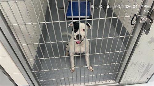 DENALI, a dog for adoption from Marion County Animal Services