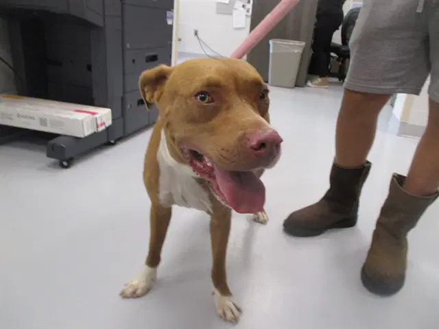 Pumpkin - Staffordshire Bull Terrier