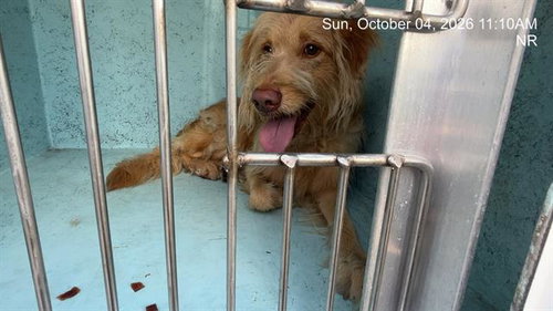 BRANCH, a dog for adoption from Marion County Animal Services