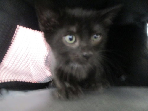 COSMO, a cat for adoption from Marion County Animal Services
