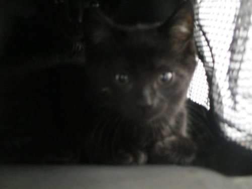 CRESSIDA, a cat for adoption from Marion County Animal Services
