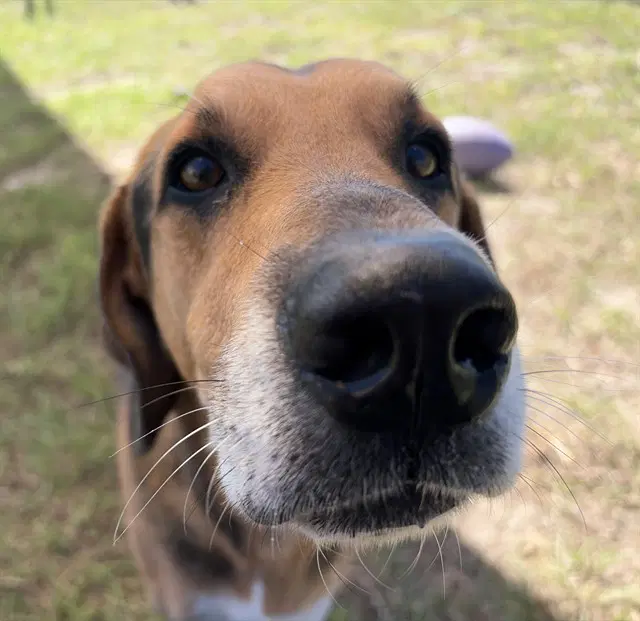 Penny - Treeing Walker Coonhound