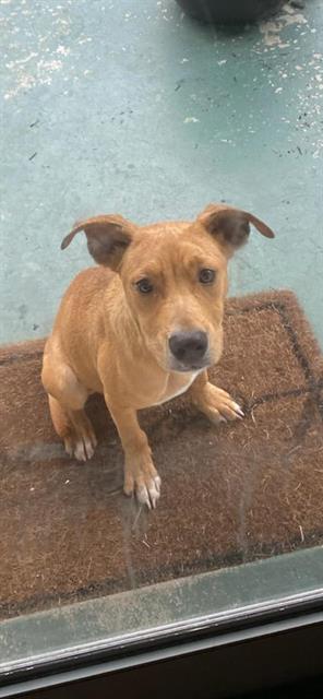 PIEROGI, a dog for adoption from Marion County Animal Services