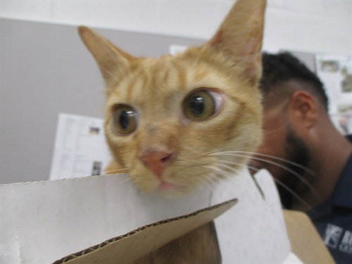 FRENCHIE, a cat for adoption from Marion County Animal Services