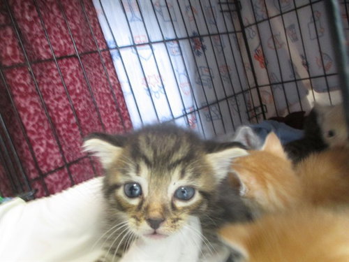 KING JAMES, a cat for adoption from Marion County Animal Services