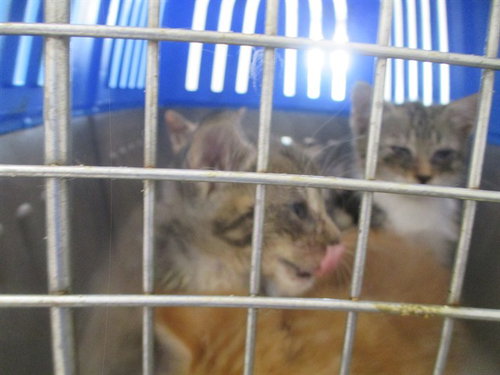 A389832, a cat for adoption from Marion County Animal Services