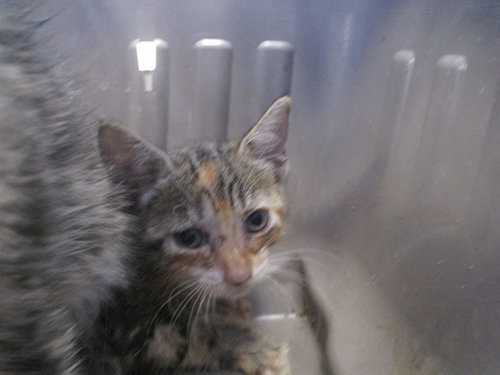 A389836, a cat for adoption from Marion County Animal Services