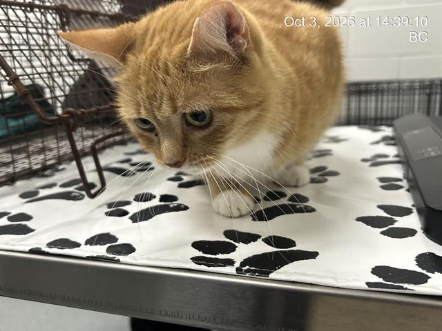 Marmalade