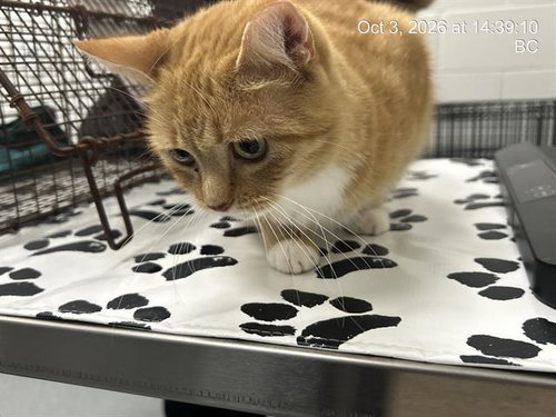 MARMALADE, a cat for adoption from Marion County Animal Services