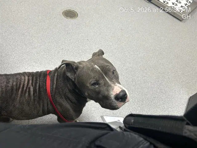 Luna - American Pit Bull Terrier