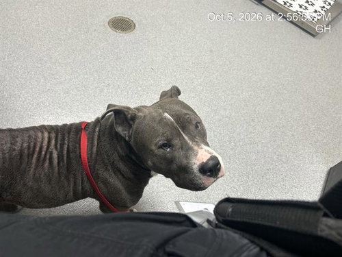 LUNA, a dog for adoption from Marion County Animal Services