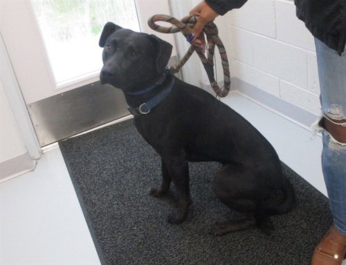 ZUCCHINI, a dog for adoption from Marion County Animal Services