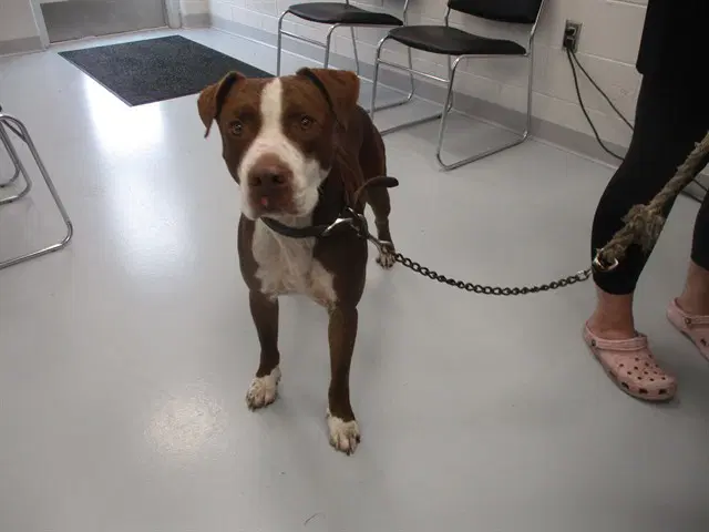 Canelo - American Staffordshire Terrier