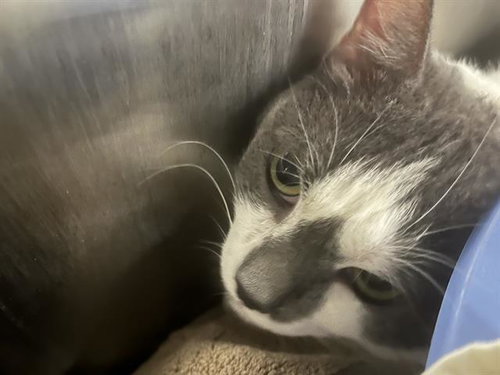 CUPID, a cat for adoption from Marion County Animal Services