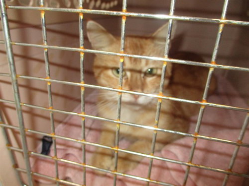 ARTHUR LEA, a cat for adoption from Marion County Animal Services