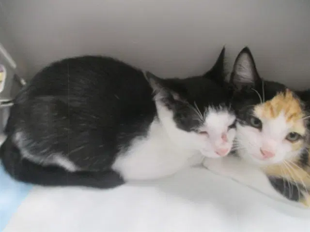 Nasa - Domestic Short Hair