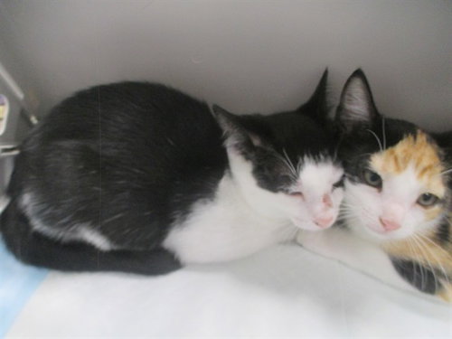 NASA, a cat for adoption from Marion County Animal Services