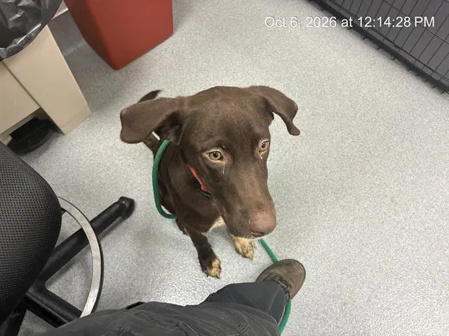 Unknown - Labrador Retriever