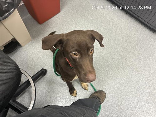 A391598, a dog for adoption from Marion County Animal Services
