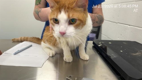 COLBY, a cat for adoption from Marion County Animal Services