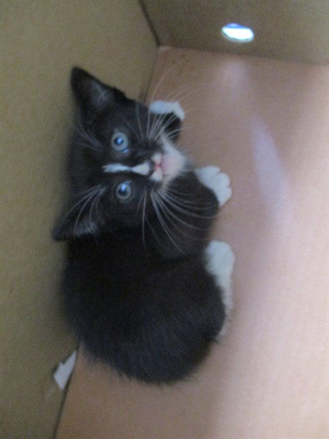 MUNCHY, a cat for adoption from Marion County Animal Services