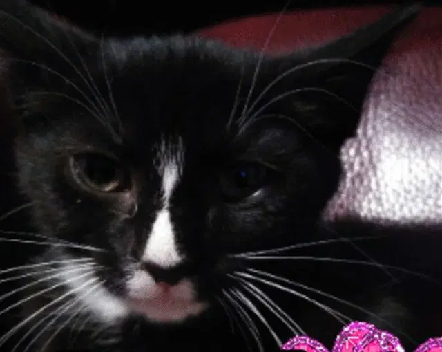Kamala - Domestic Short Hair
