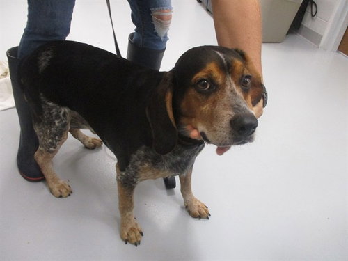 A391597, a dog for adoption from Marion County Animal Services