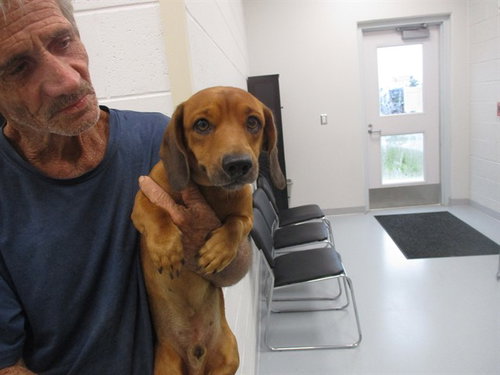 A391910, a dog for adoption from Marion County Animal Services