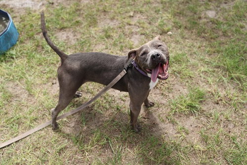 BRITTANY, a dog for adoption from Marion County Animal Services