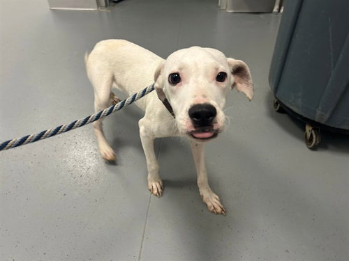 A391710, a dog for adoption from Marion County Animal Services