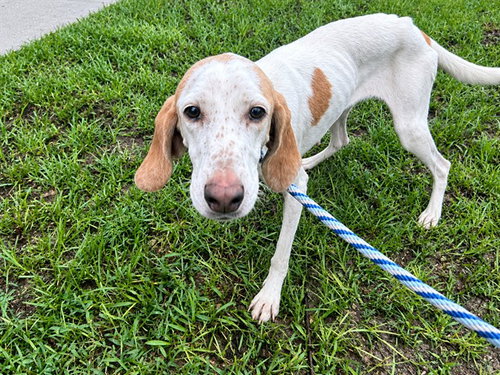 A391713, a dog for adoption from Marion County Animal Services