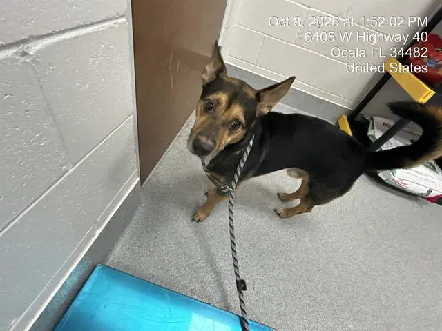 Oliver image 1