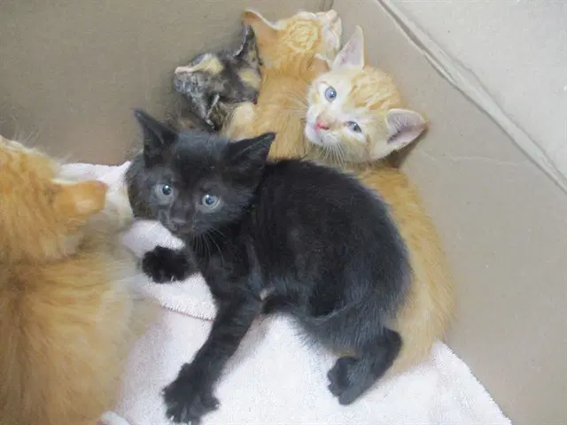 Unknown - Domestic Short Hair