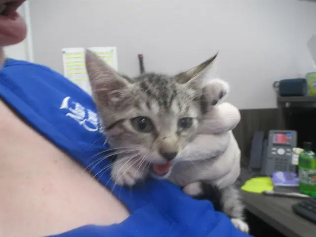 Unknown - Domestic Short Hair