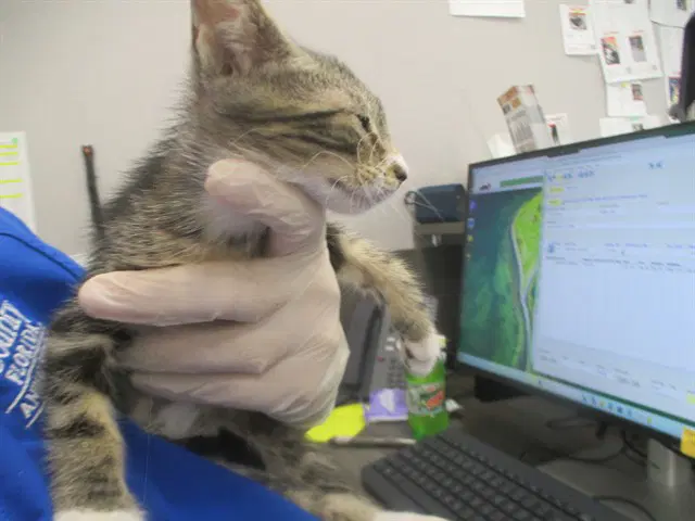 Unknown - Domestic Short Hair