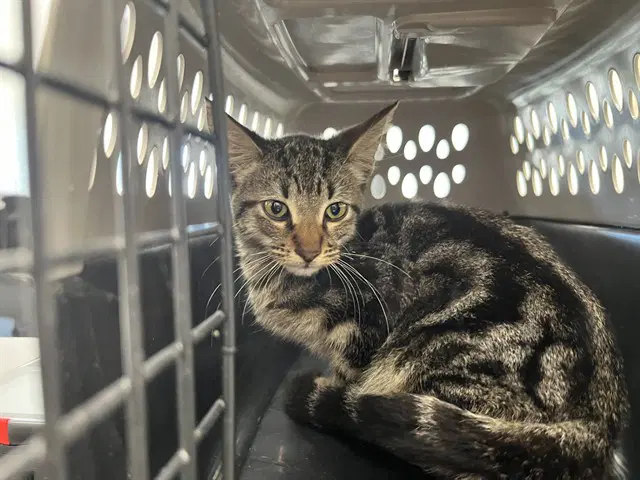 Benedict - Domestic Short Hair