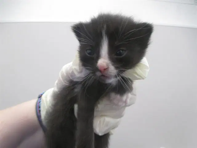 Darla - Domestic Short Hair