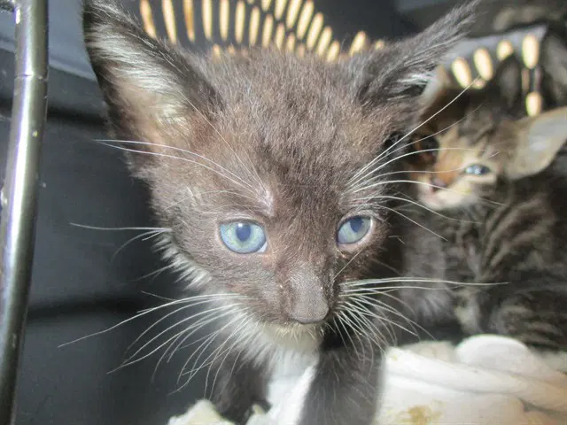 Whisker - Domestic Short Hair