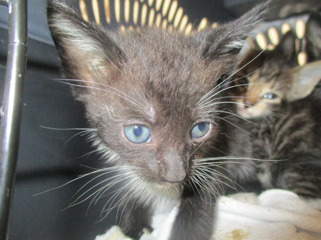 Whisker