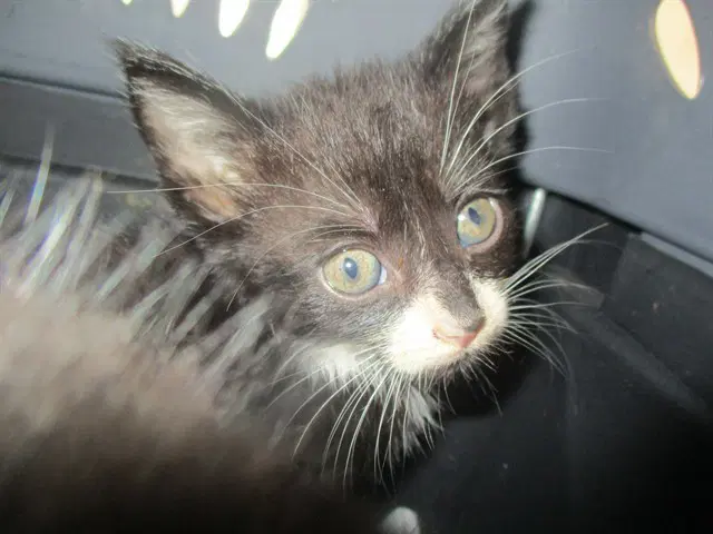 Roxy - Domestic Short Hair