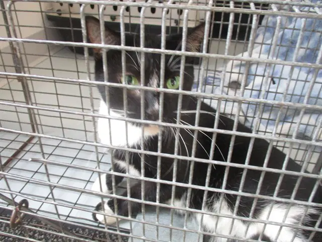 Puddy - Domestic Short Hair